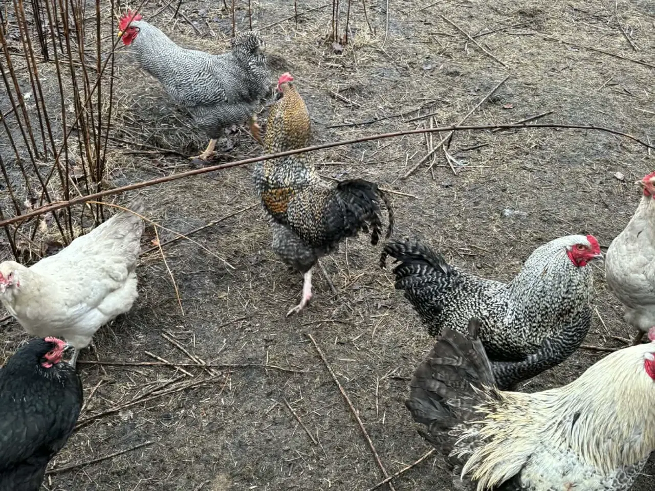 Billede 4 - Overskuds haner