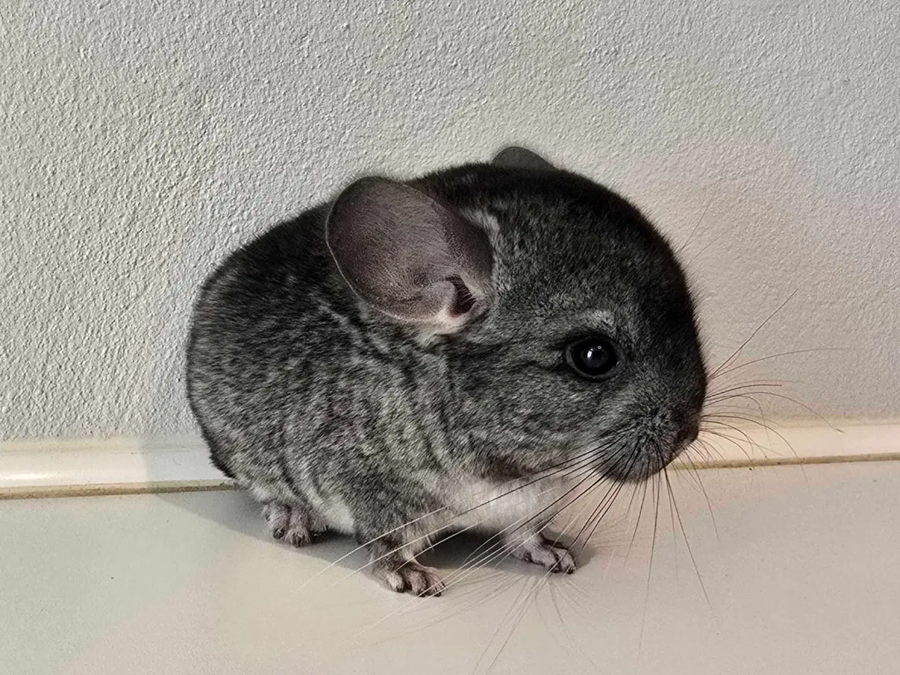Billede 5 - Chinchilla unge 
