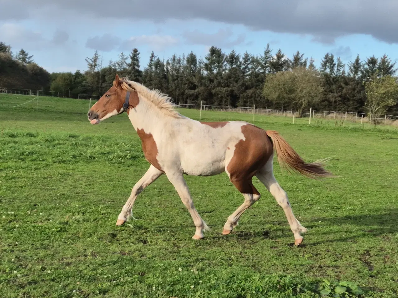 Billede 6 - Pinto hingst 2 år 