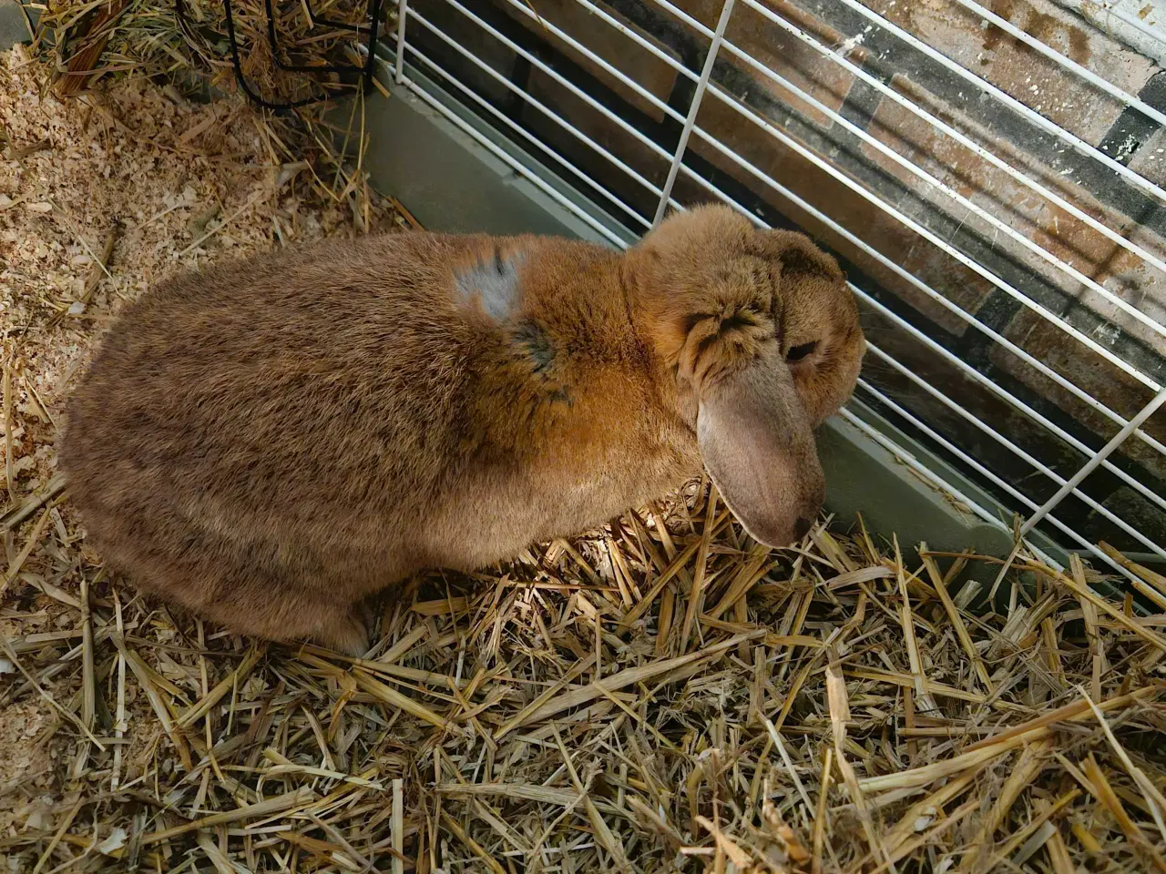 Billede 3 - 2 søde kanin drenge 