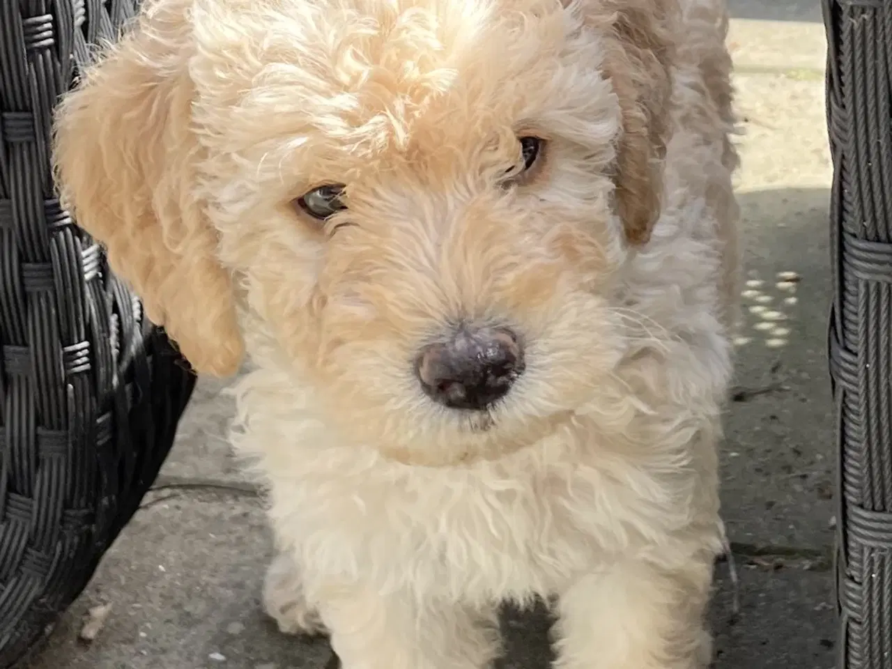 Billede 17 - Mini-labradoodle / doodle sælges