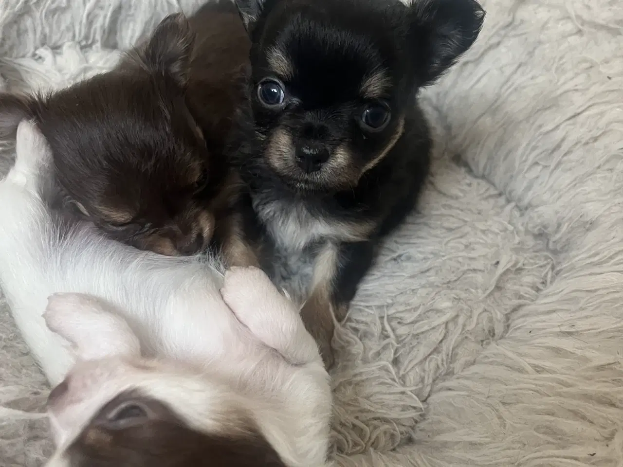 Billede 5 - 3 langhåret chihuahua tæver