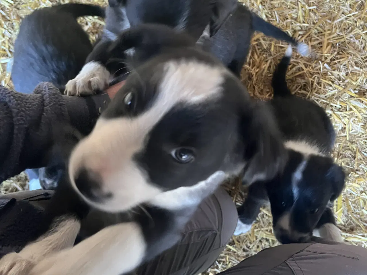 Billede 8 - Border Collie hvalpe søger deres nye familie