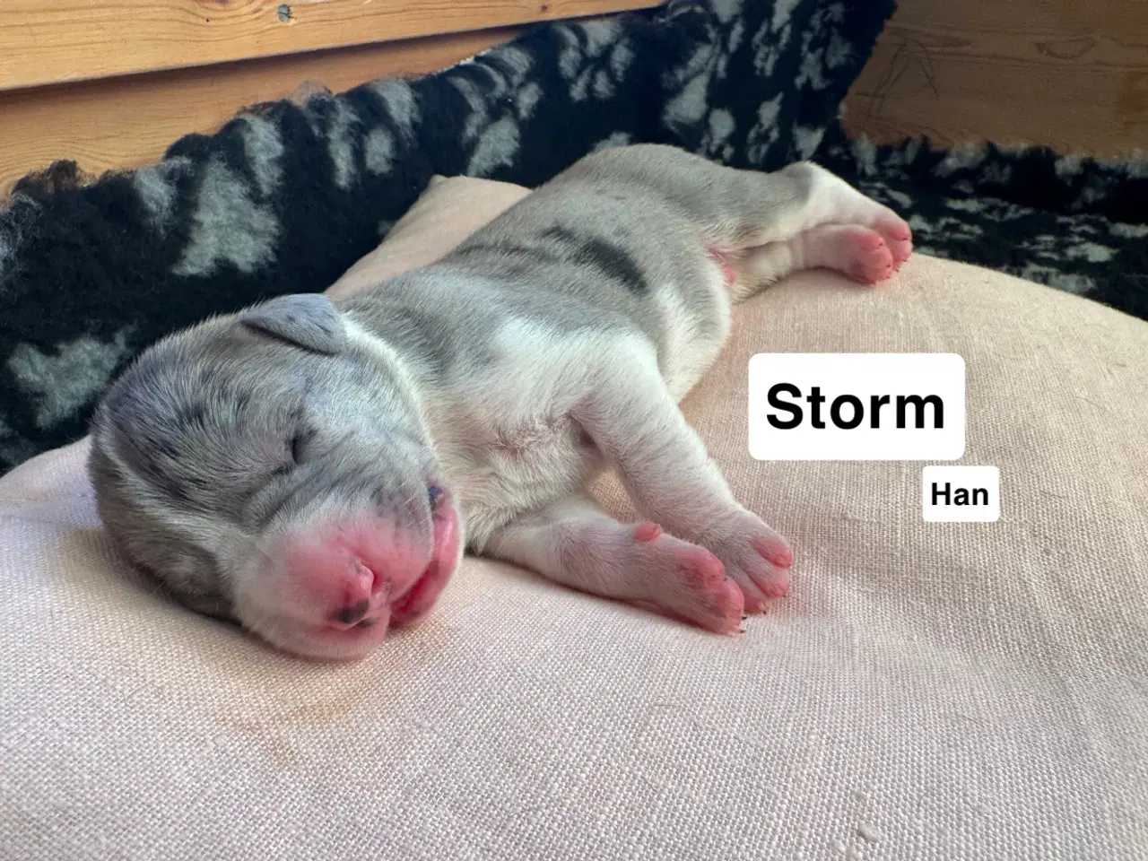 Billede 3 - Grand Danois hvalpe