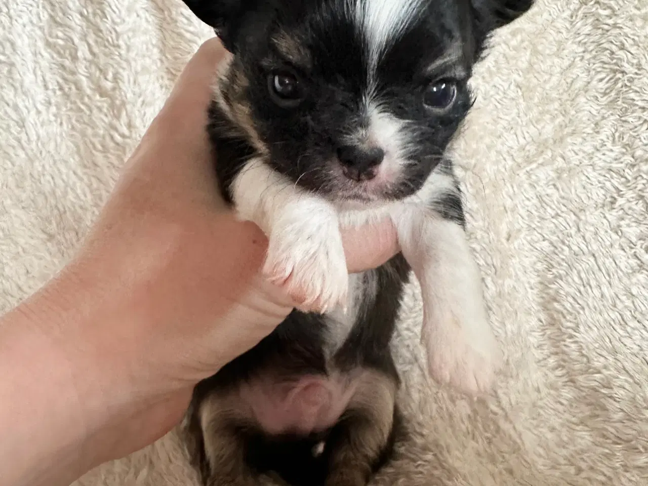 Billede 6 - Chihuahua