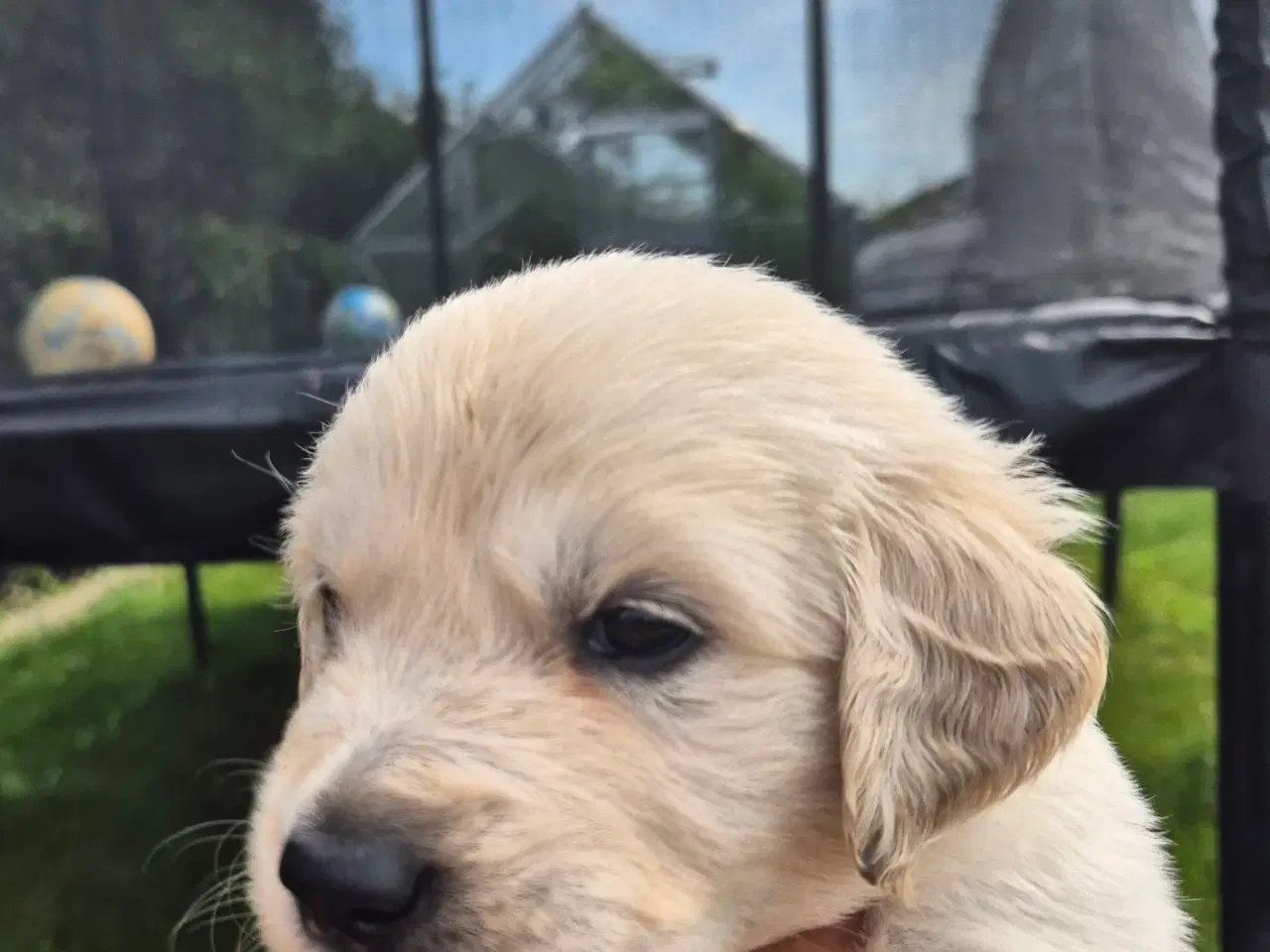 Billede 3 - Golden retriever hvalpe