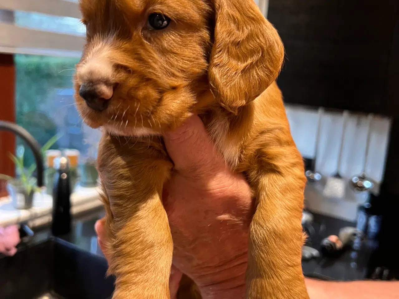 Billede 5 - FT cocker spaniel hvalpe