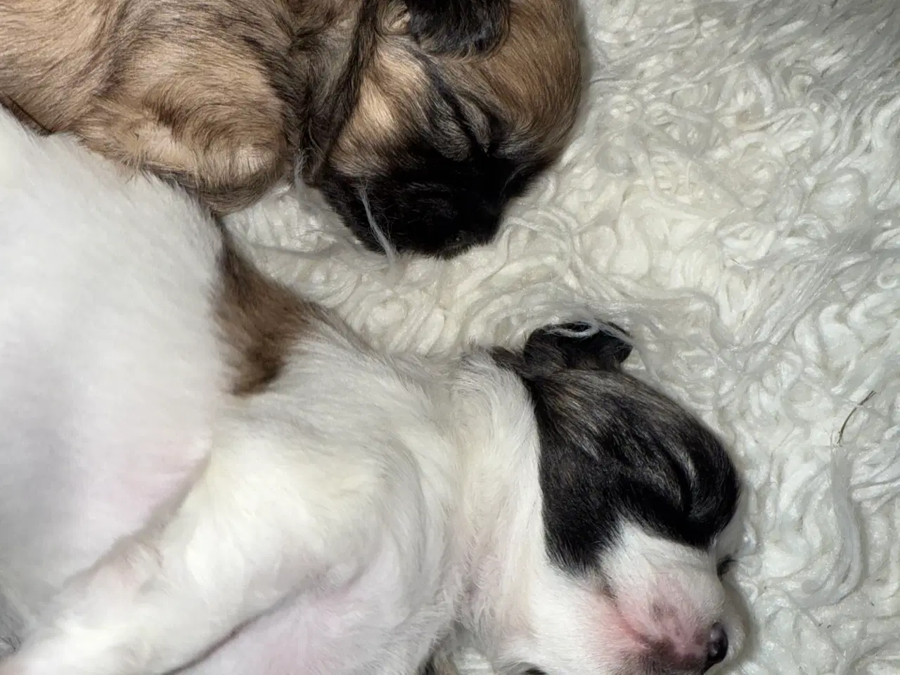 Billede 4 - Malteser/coton blanding