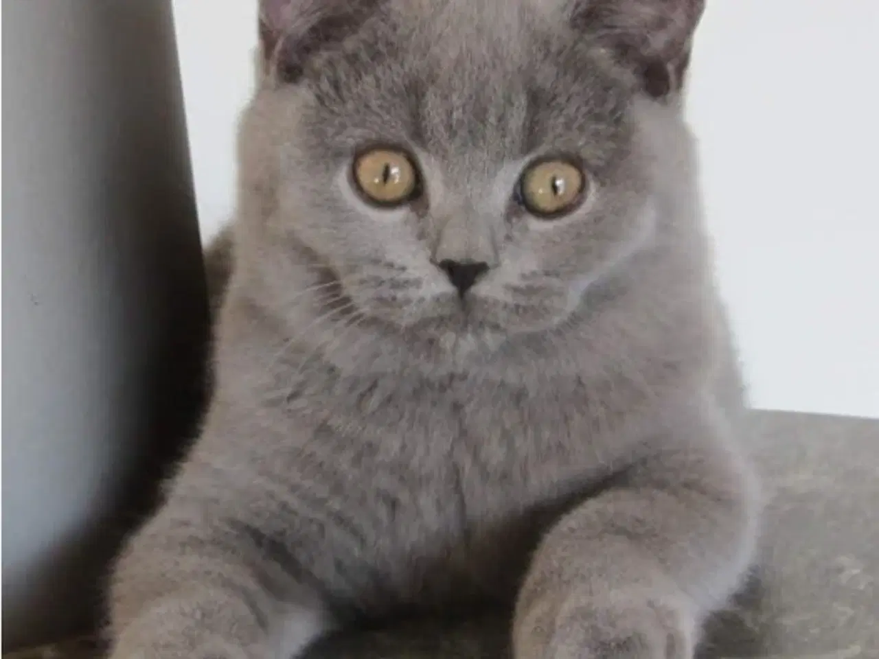 Billede 9 - DK Færge`s Bente efter gamle klassiske  blå linjer