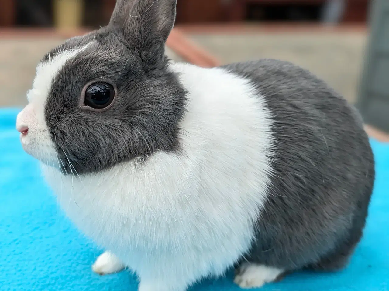Billede 2 - Hermelin kanin sælges