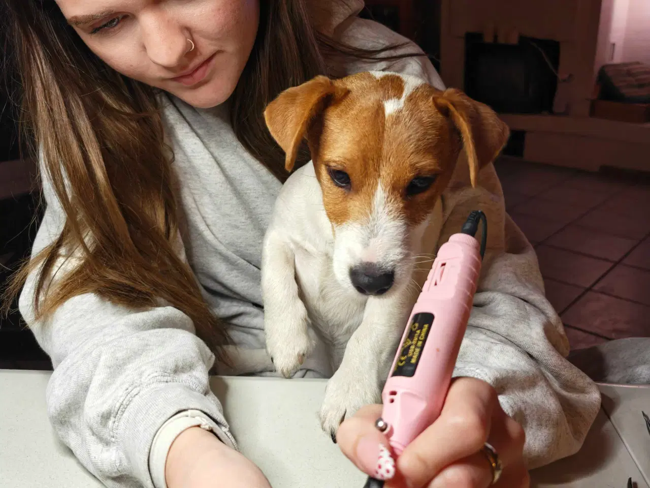 Billede 13 - Jack Russell Terrier Han