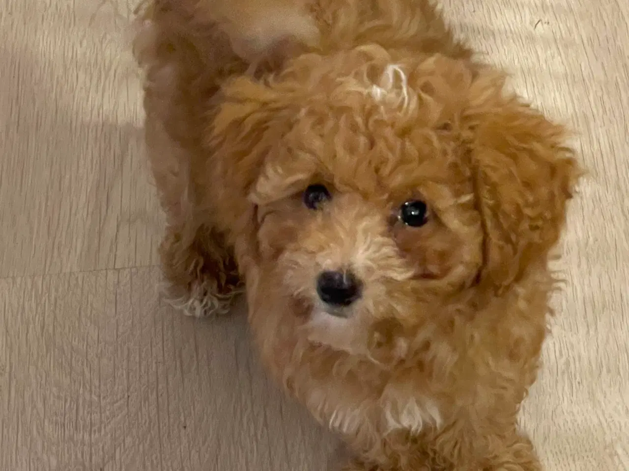 Billede 8 - 🐾maltipoo miniature 🩷💙🐾