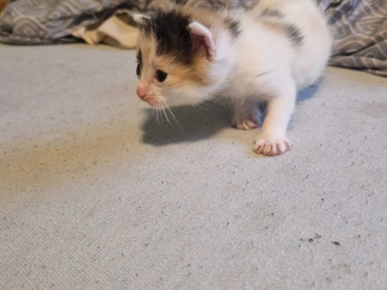 Billede 7 - 4 kattekillinger sælges