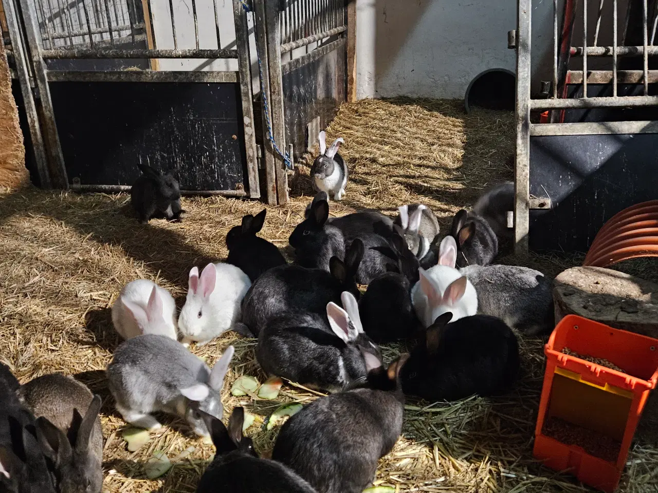 Billede 2 - Søde kanin unger