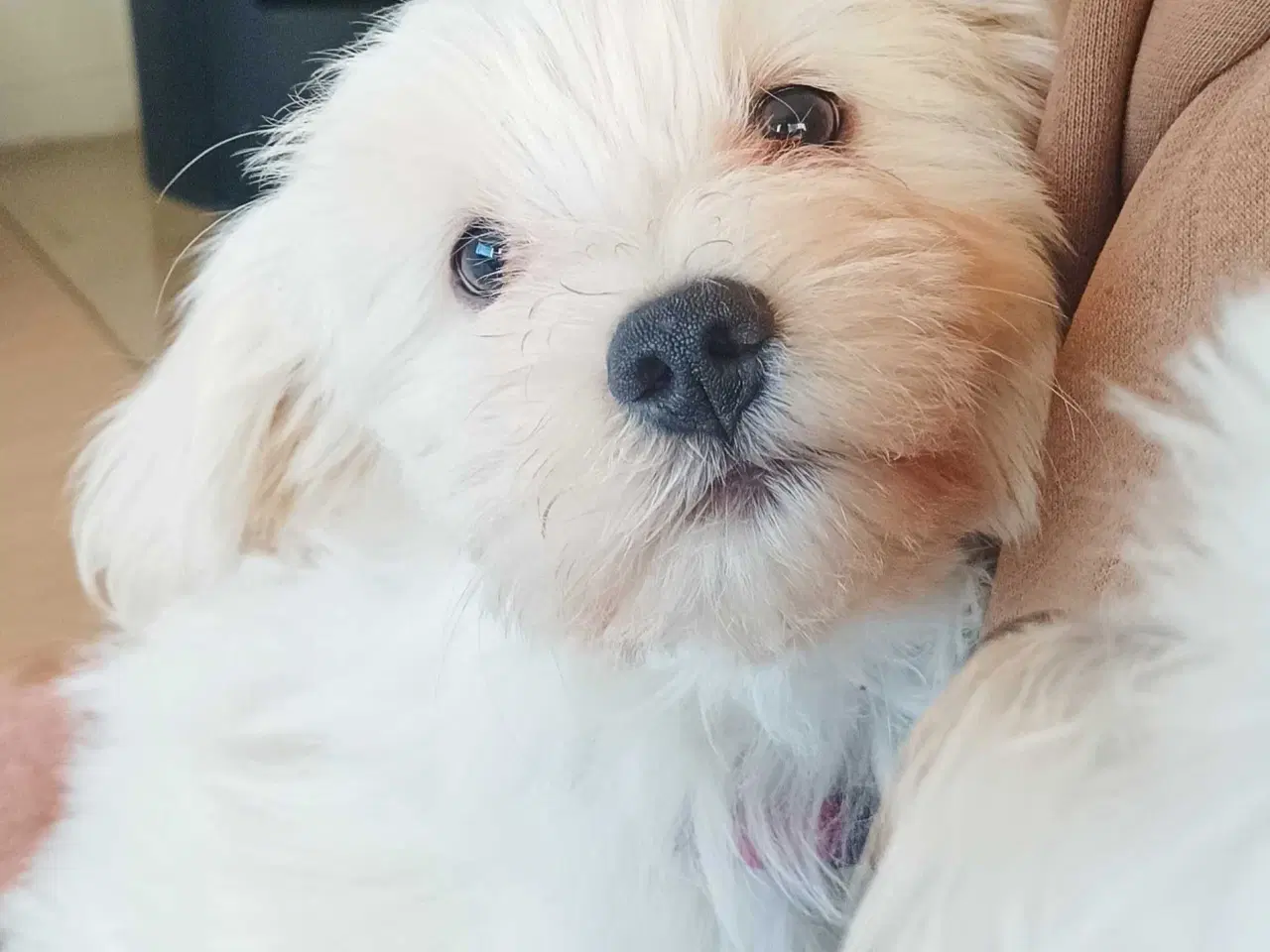 Billede 2 - 3 Bomulds totter tilbage 