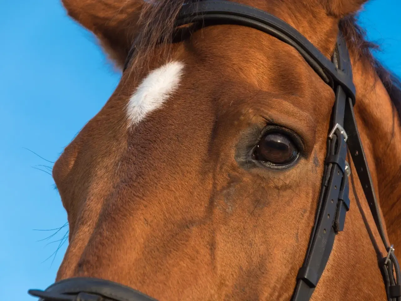 Billede 1 - Travhest til turridning KØBES 