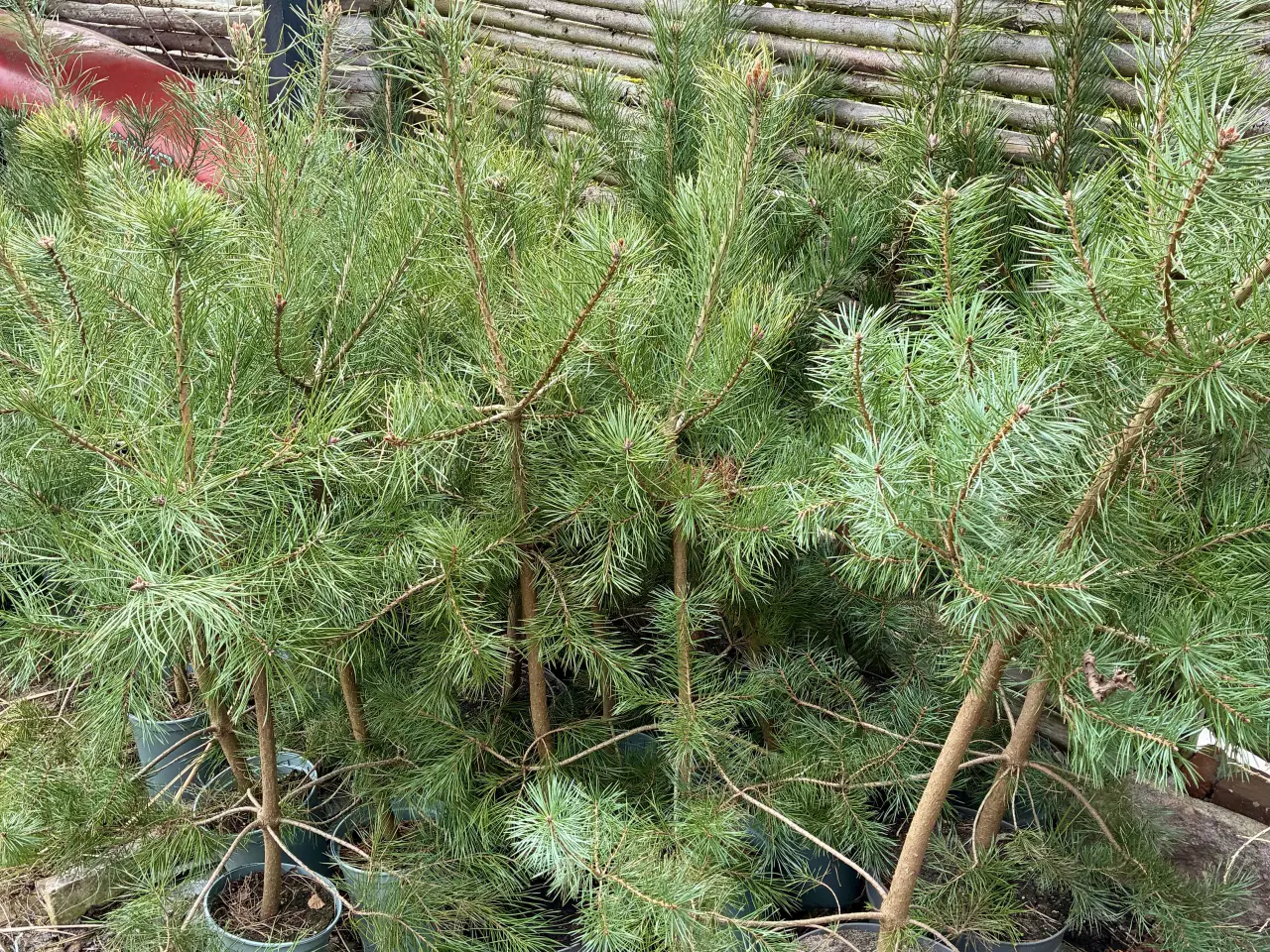 Billede 6 - Skovfyr 120-130cm (pottegroet)