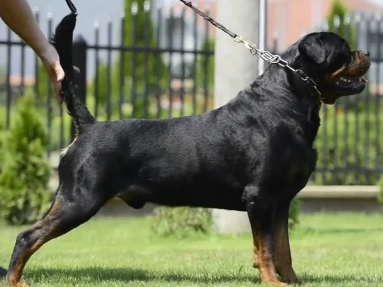 Billede 6 - M.B´Rottweiler Hvalpe