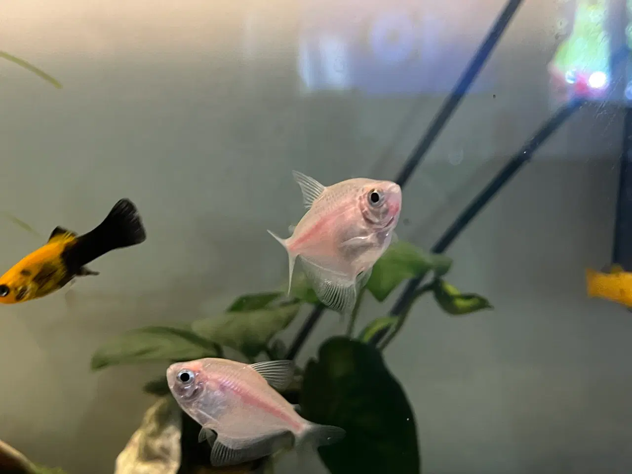 Billede 1 - Fisk tetra akvarie