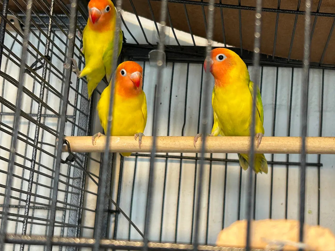 Billede 1 - Flotte Dværg papegøjer