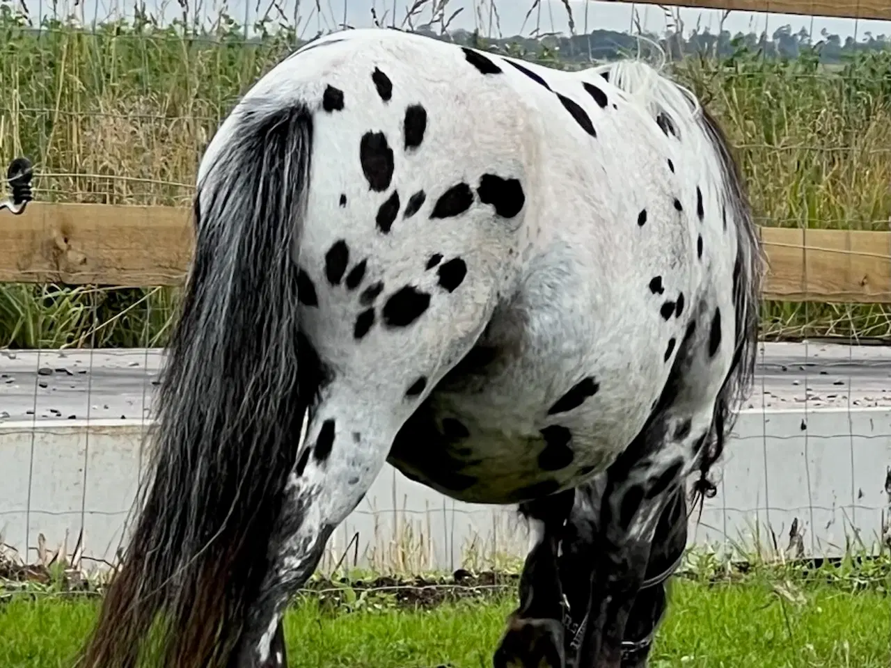 Billede 5 - Miniature Knabstrupper hoppe