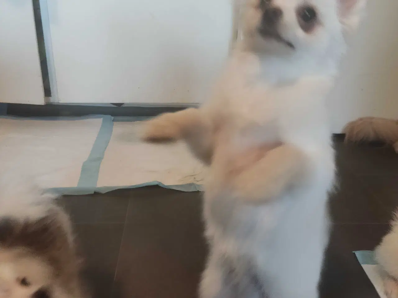 Billede 10 - Mini Pomeranian 