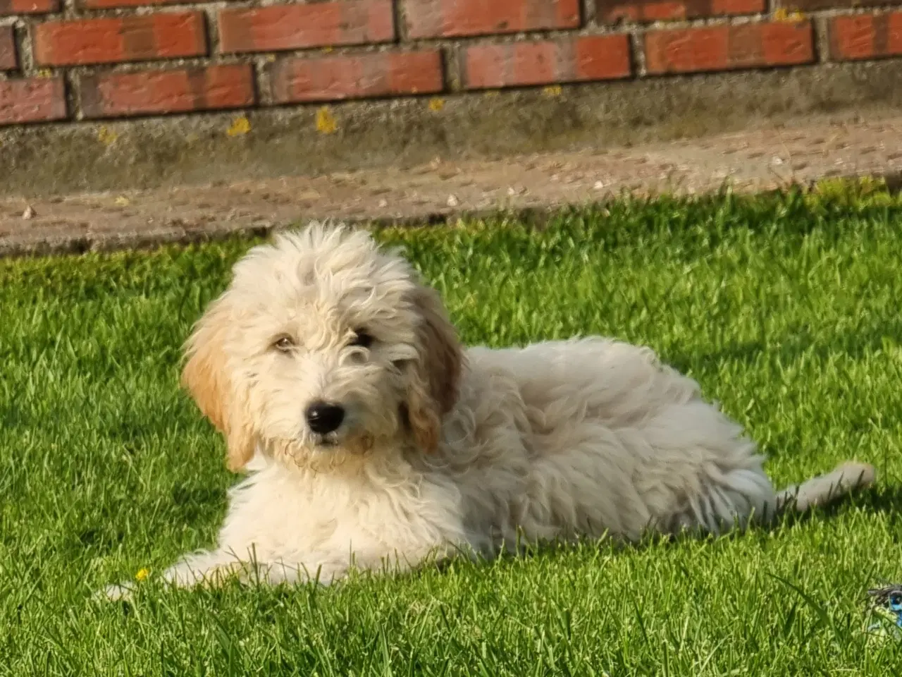 Billede 7 - skønheder Golden doodle hvalpe