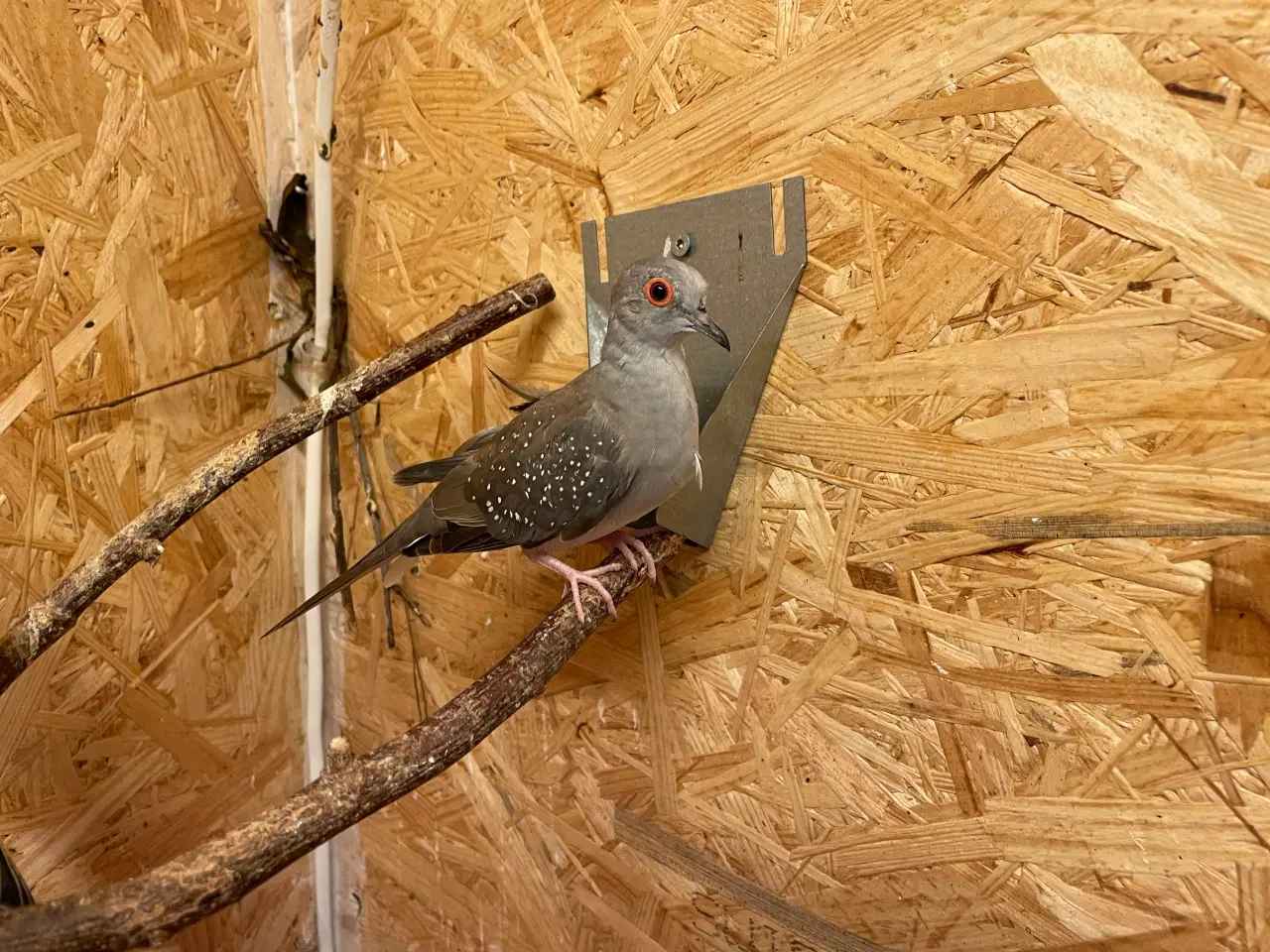 Billede 1 - Diamantdueunger sælges