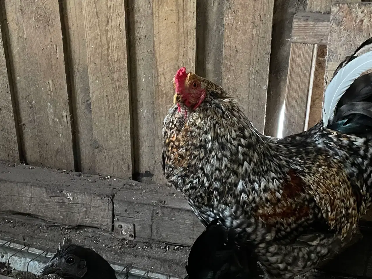 Billede 3 - Flot hane søger ny hønseflok