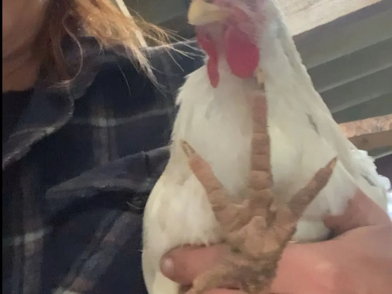 Billede 5 - Ung 20 kroner hane. halv italiener halv blå lægger