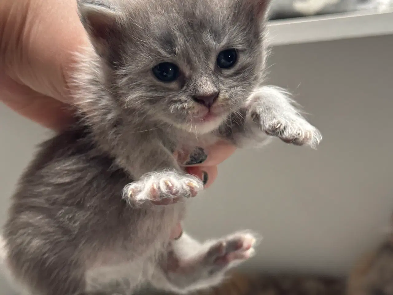 Billede 6 - Maine Coon killinger sælges 
