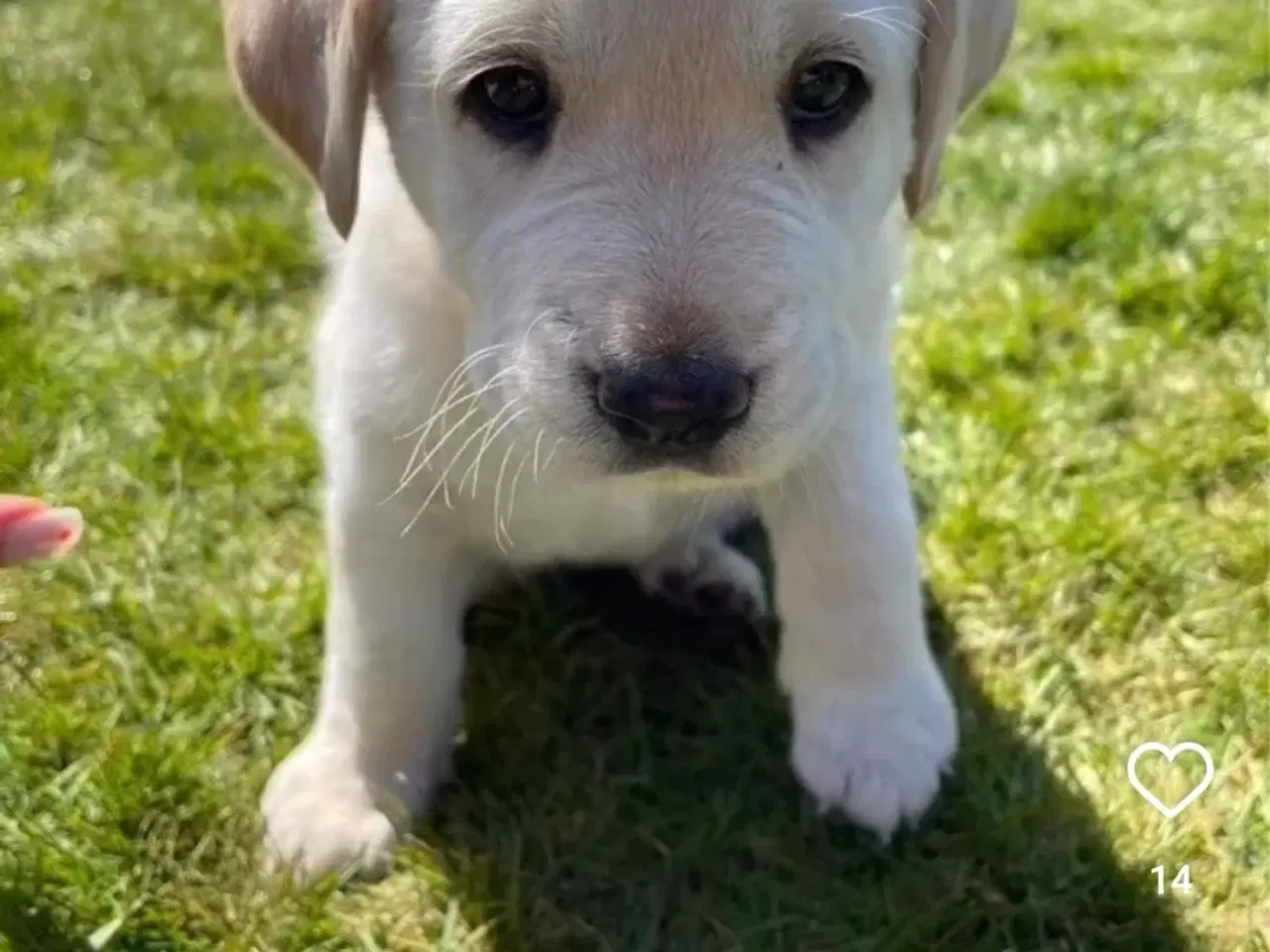 Billede 4 - Lys labrador 2.5 år tilbydes til avl 