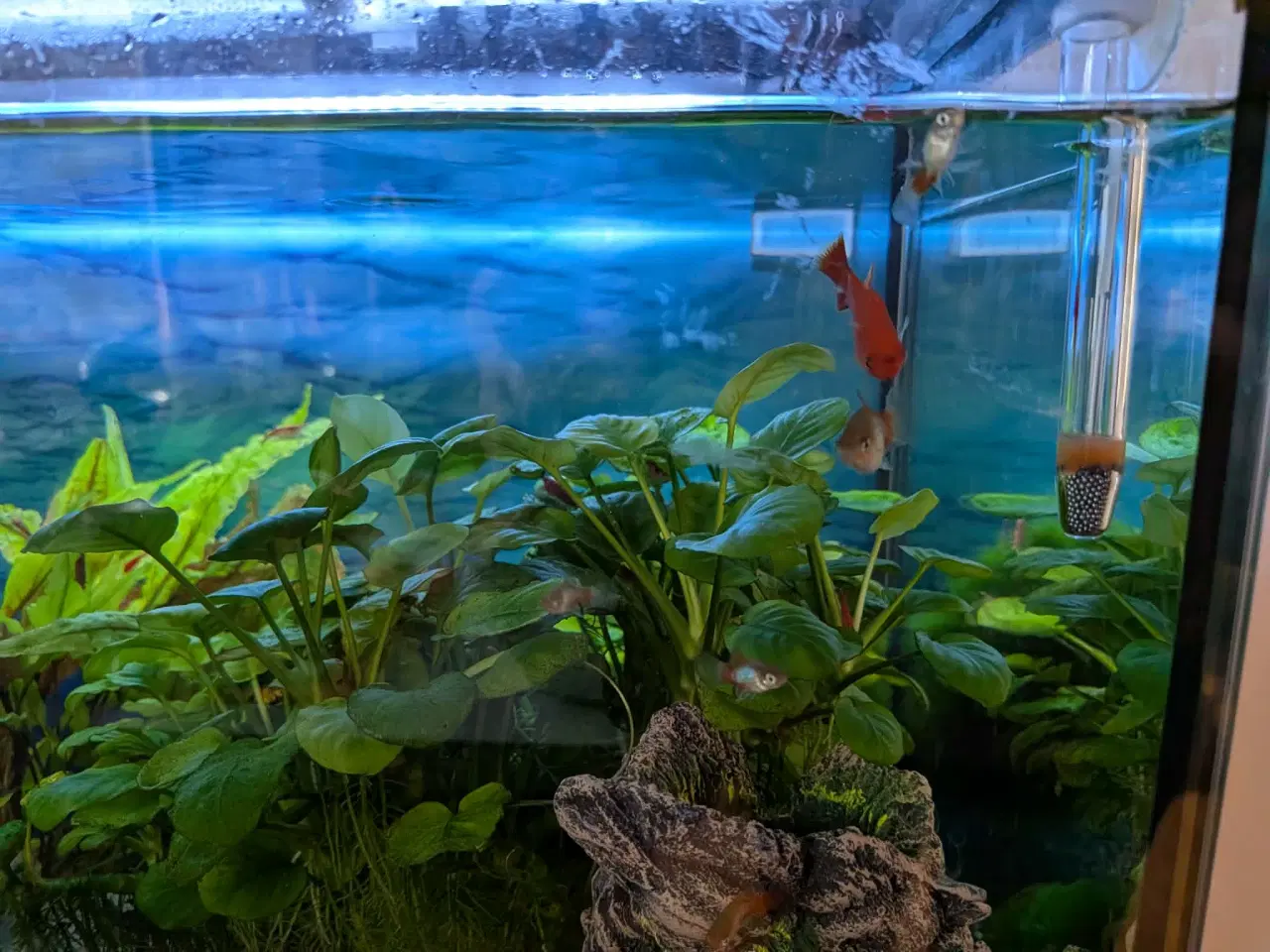 Billede 6 - 90 L akvarium inkl. bord, fisk, planter mm.