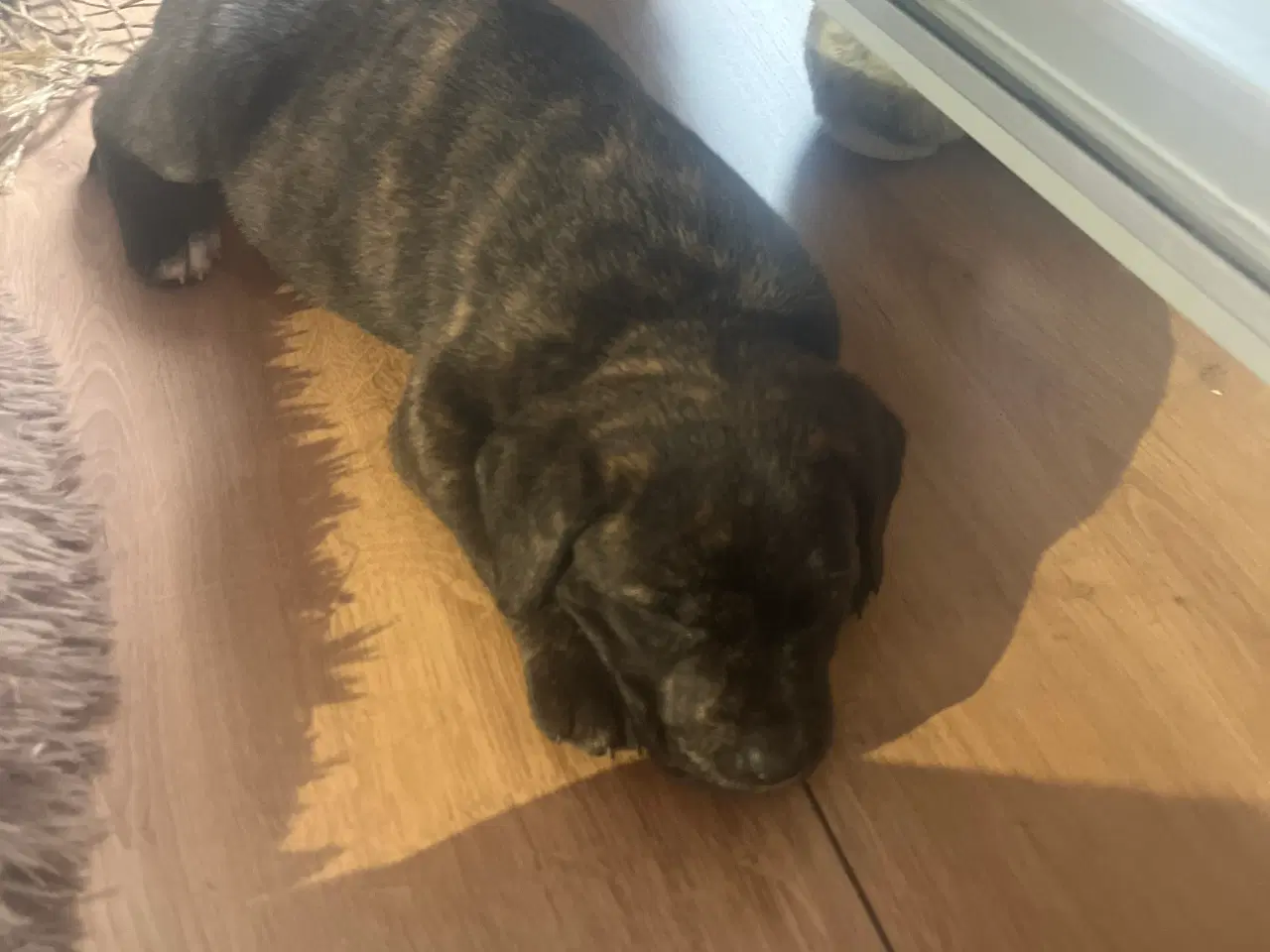 Billede 6 - Staffordshire bullterrier blandinger