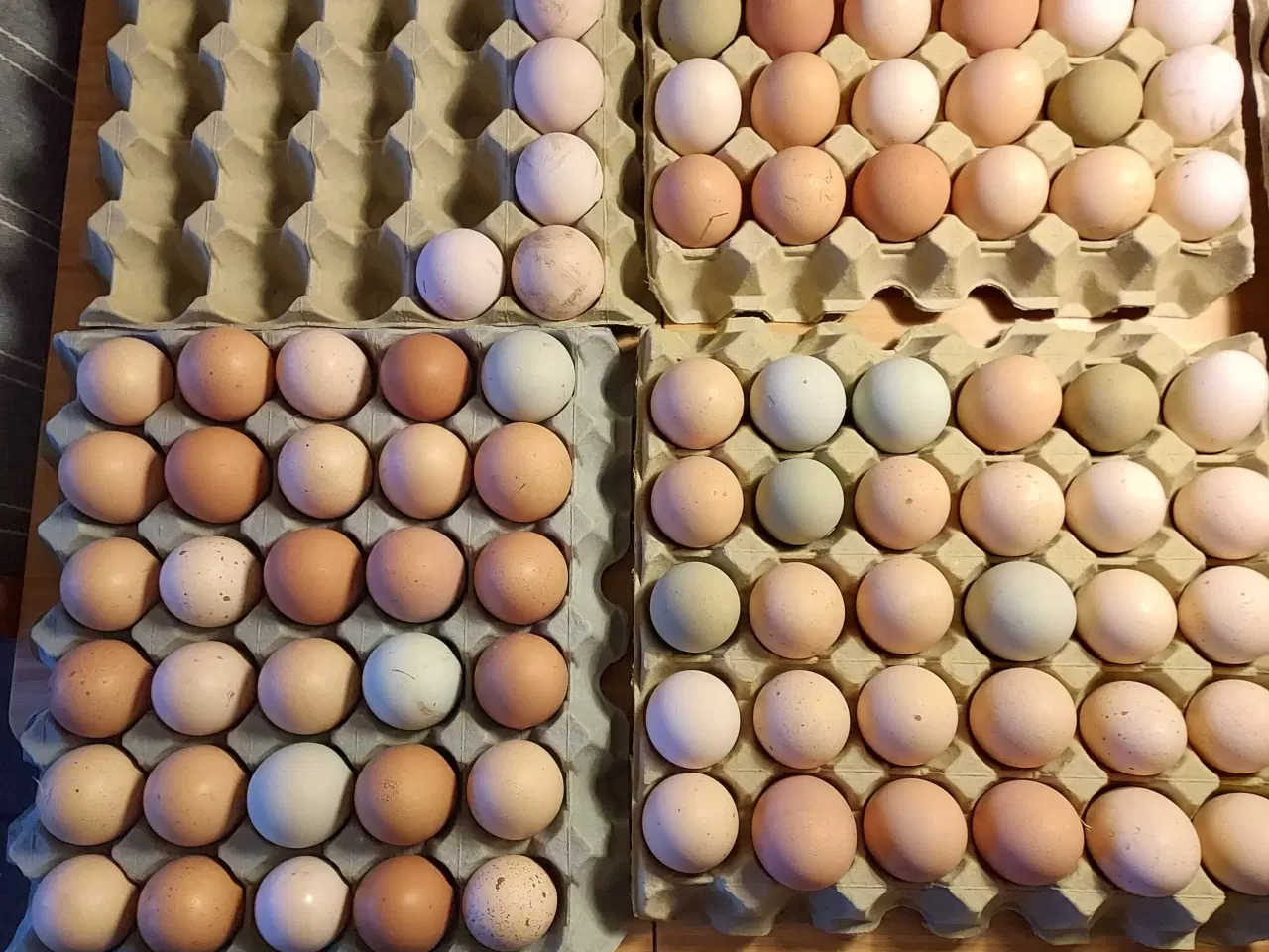 Billede 2 - Kyllinger af stor race