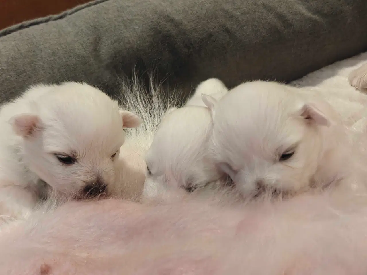 Billede 3 - Japansk spids hvalpe 