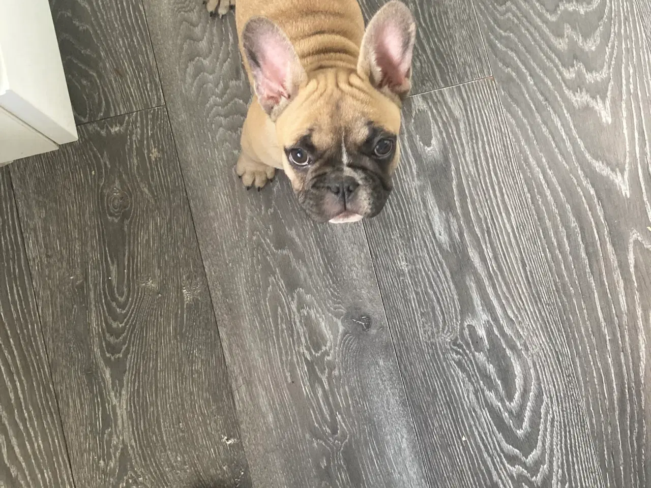 Billede 2 - Fransk bulldog hvalp