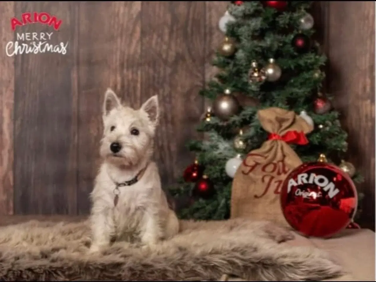 Billede 10 - West Highland White Terrier hvalpe