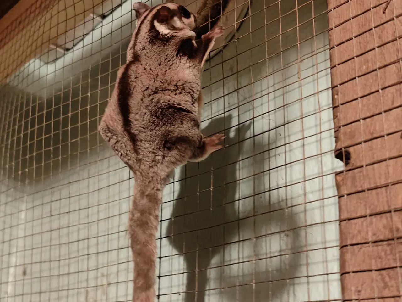 Billede 7 - Sugarglider Flyvepungegern gruppe