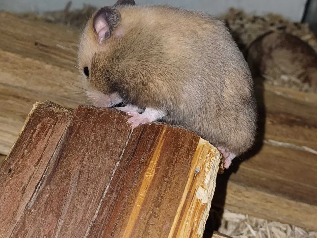 Billede 10 - Guldhamster unger