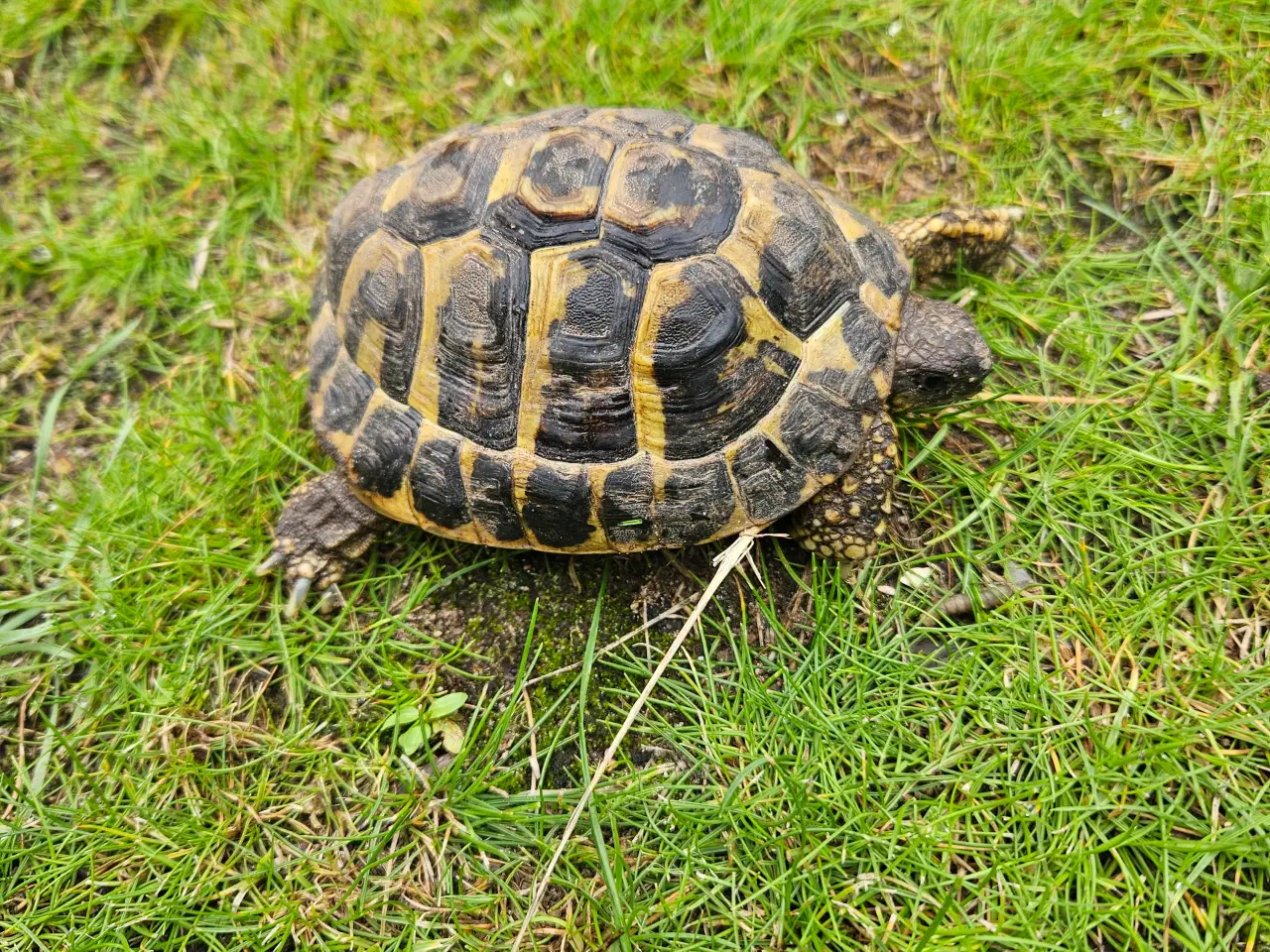 Billede 1 - Græsk landskildpadde. Han, på 5 år