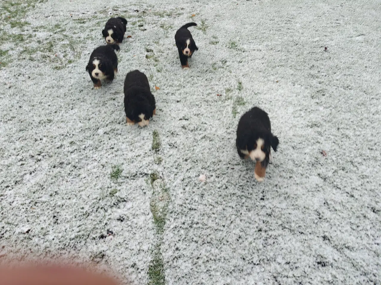 Billede 6 - Berner Sennen hanhvalp Dkk