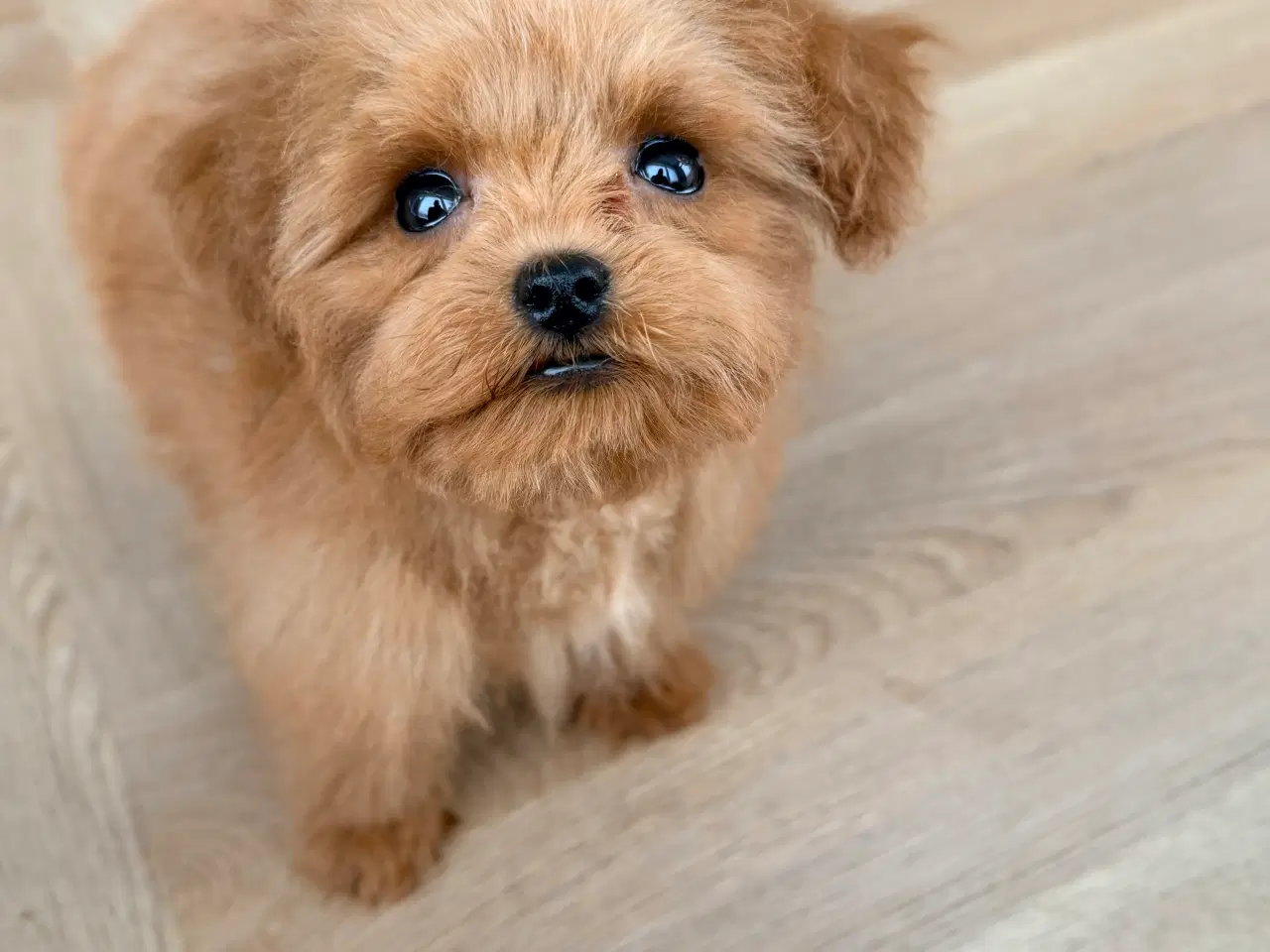 Billede 2 - Maltipoo