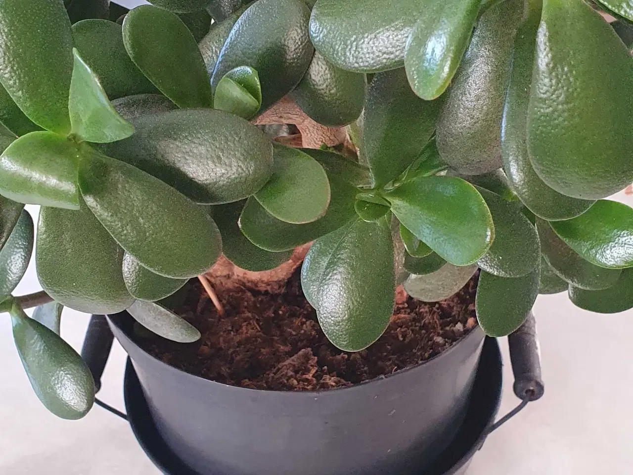 Billede 2 - Store grønne planter