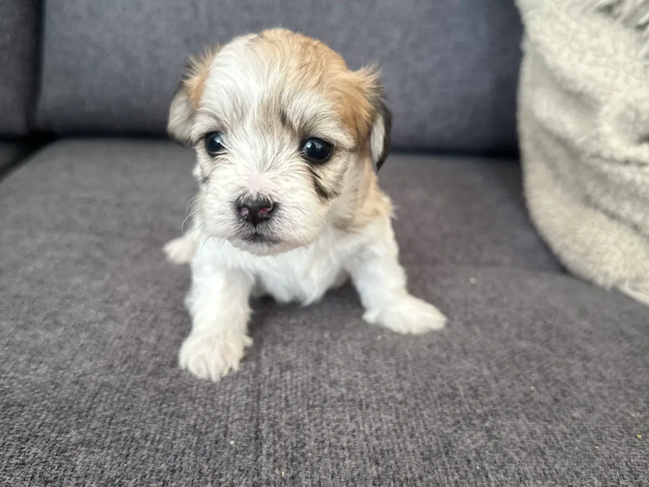 Billede 14 - Lhasa apso hvalpe