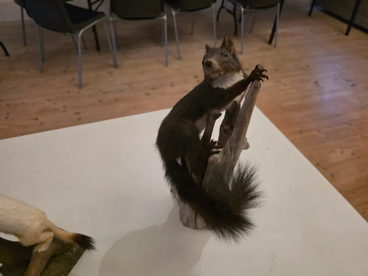 Billede 6 - Rovdyr og Egern, samlet eller hver for sig