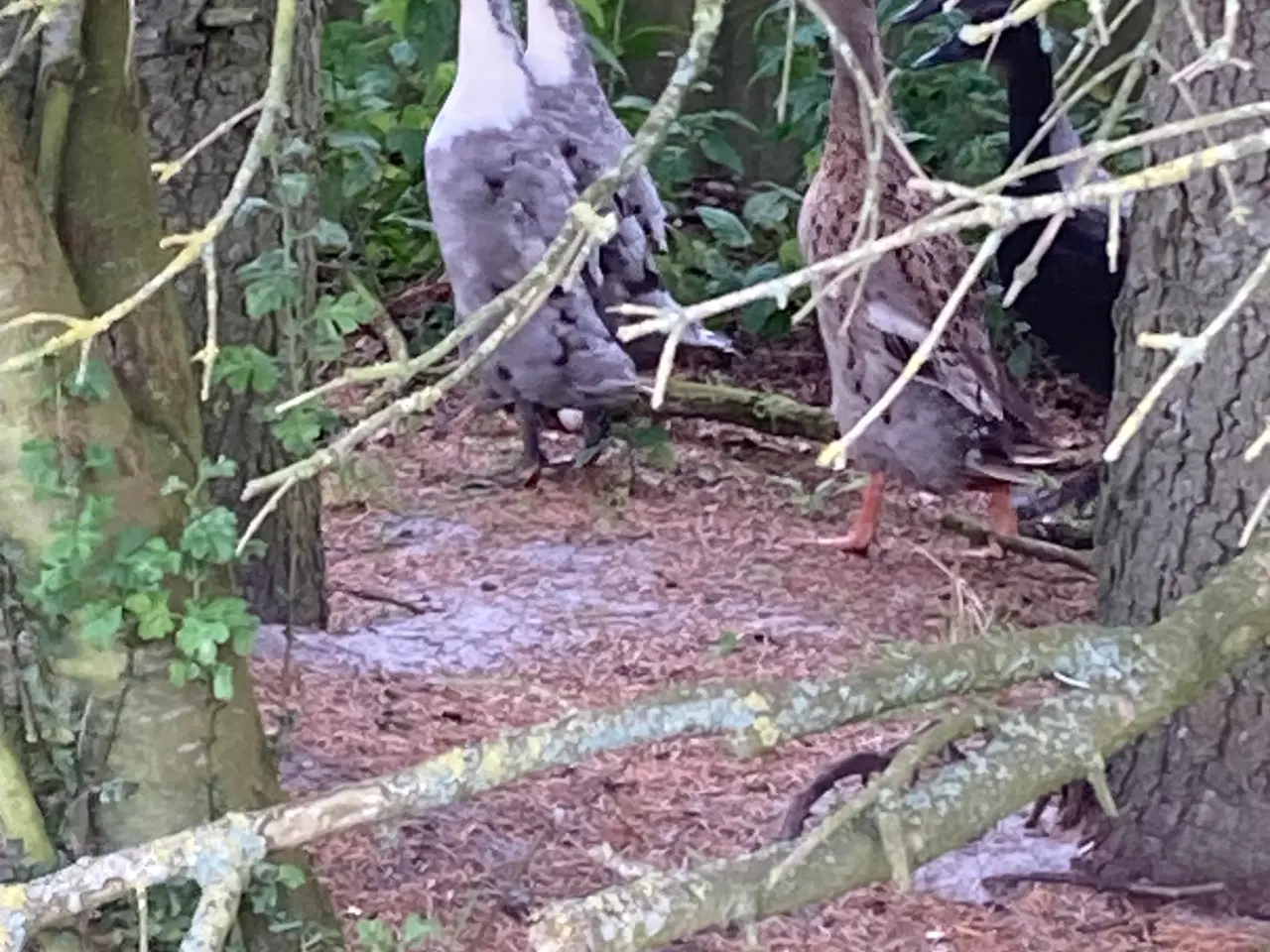 Billede 2 - Sælge 8 løbeander plus 2 vilde ænder