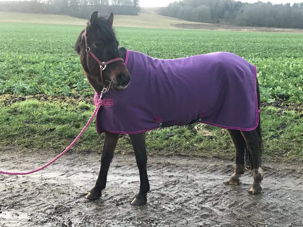 Billede 1 - Lånepony søger rytter!