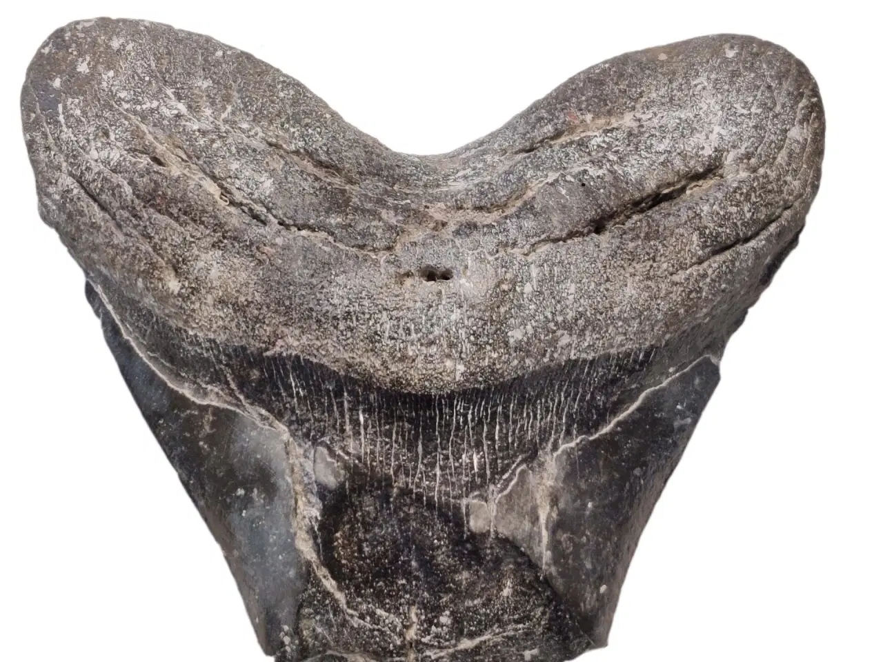 Billede 1 - Megalodon tand 13 cm
