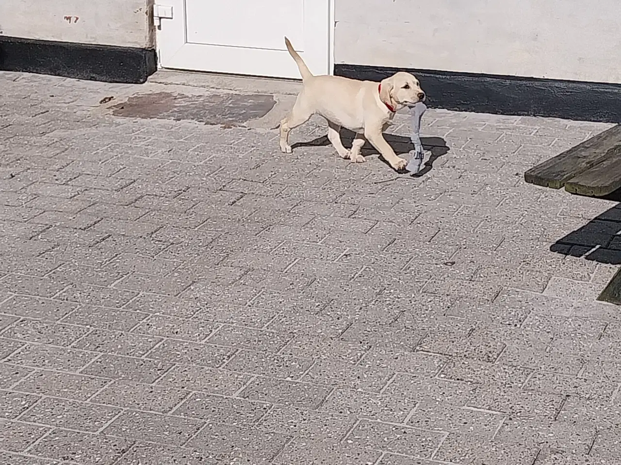 Billede 4 - Gul labrador tæve.